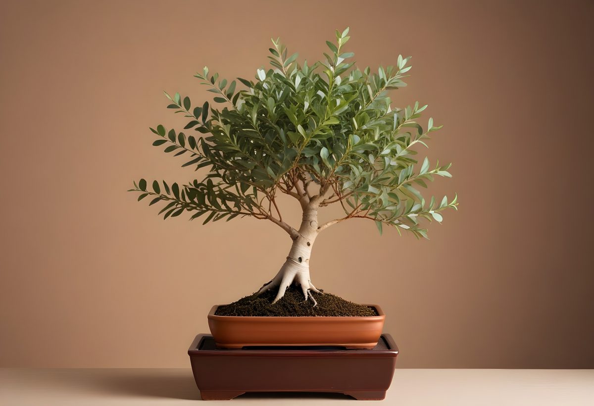 Drzewko szczęścia - Prezent z okazji Dnia Nauczyciela - Zestaw Bonsai - Eukaliptus Srebrny